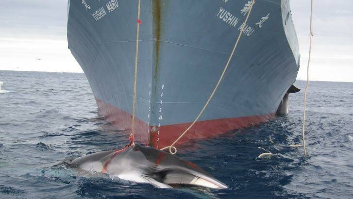 Japan has announced it will resume whaling in the Antarctic this summer. Photo: Australian Border Force