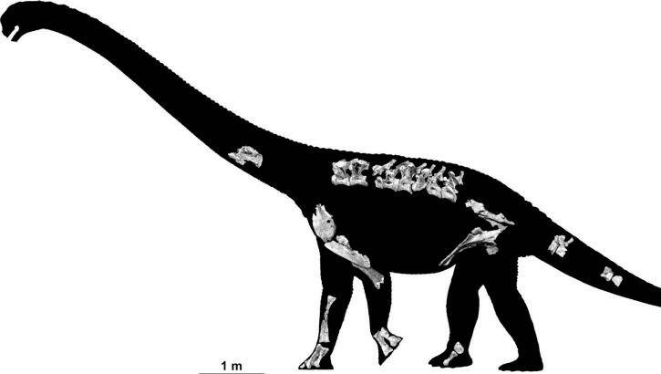 A skeletal reconstruction of the new dinosaur, based on the fossils found.  Photo: Travis Tischler