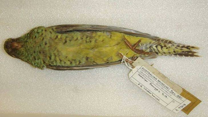 A night parrot from the collection of the Australian Museum in Sydney. Photo: Australian Museum