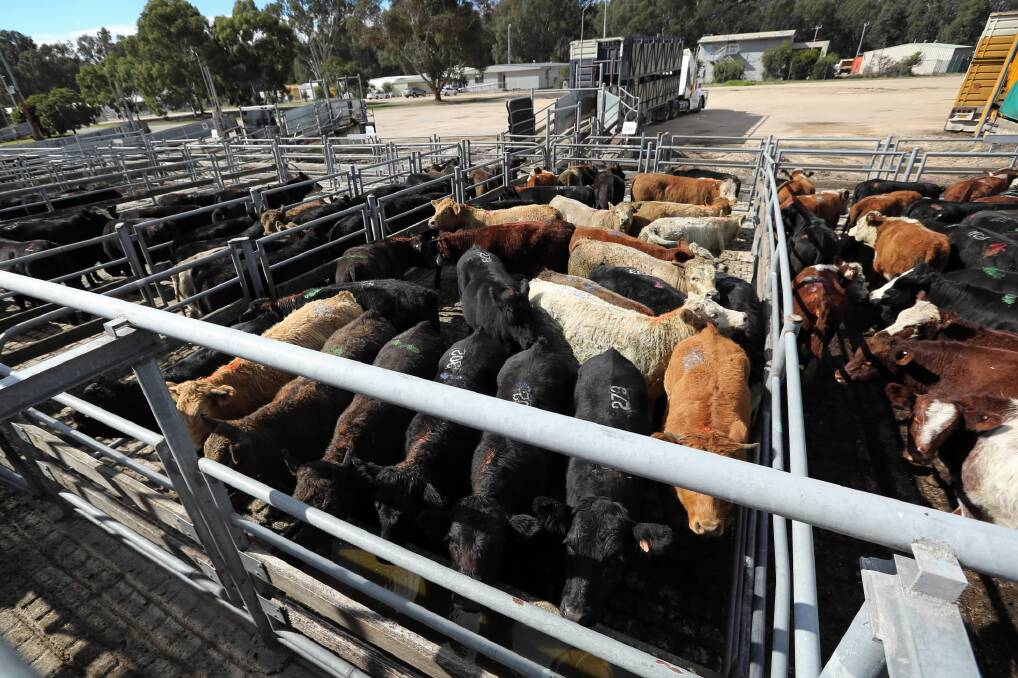 The Wangaratta saleyards upgrade project is far from certain after administrators indicated they were looking at options.