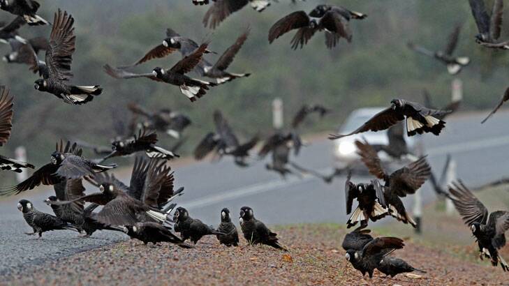 85 black cockatoos have been struck by vehicles over the past eight weeks. Photo: Keith Lightbody 