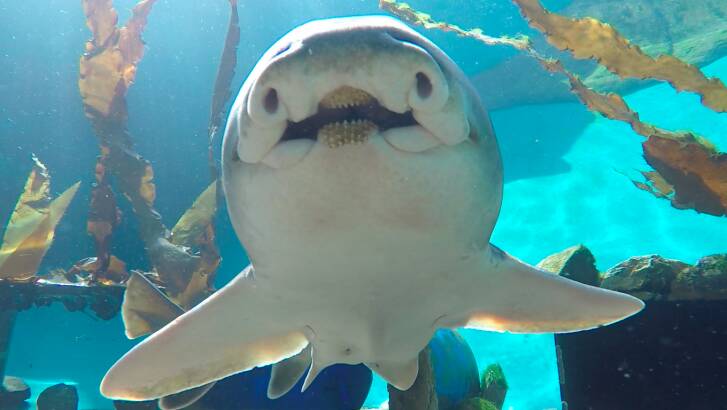 Could this be a bold, smiling shark? Photo: Julianna Kadar