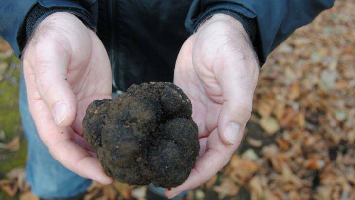 On the hunt for truffles im Manjimup, WA. Photo: Anthony Dennis