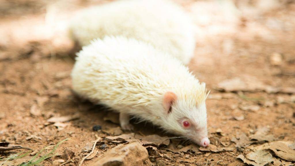 And this little critter is an albino hedgehog. Photo: Channel 10