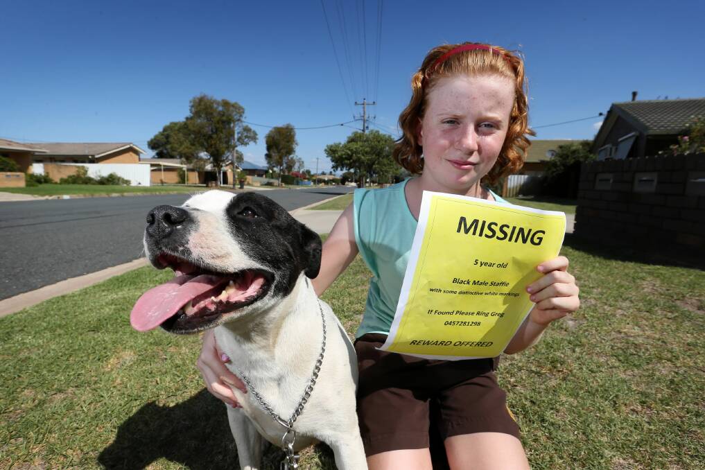 Keely Balnaves, 10, of Lavington, and her family dog Tully in Prune Street, where Tully was recently found after she and the Balnaves’ other dog Digby disappeared from their home. Picture: MATTHEW SMITHWICK