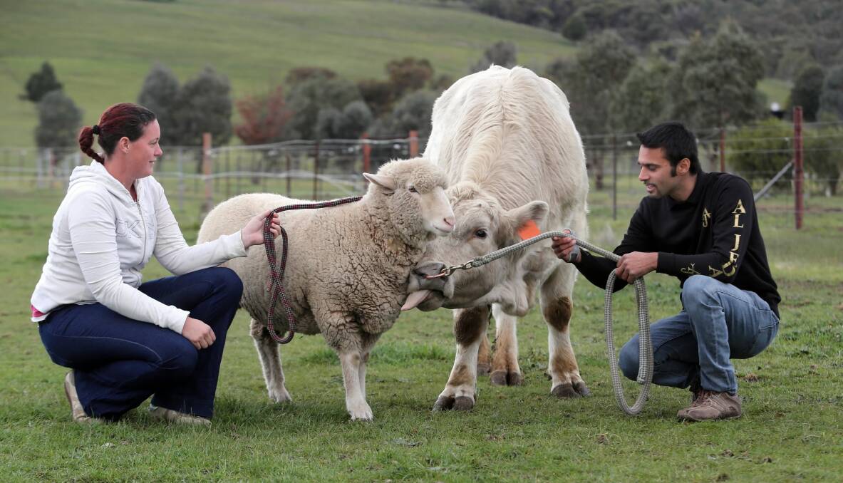 Pet sheep Wesley is welcomed home by Gerogery’s Jessica and Alamdar Dastani and his mate Brutus. Picture: PETER MERKESTEYN