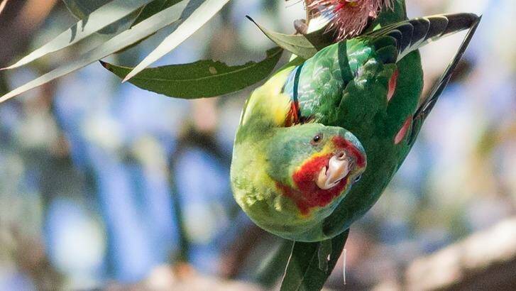 Endangered Swift Parrot in thecarpark of Macleod Station.  Photo: Mick Connolly