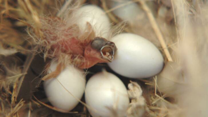Early hatchlings catch the worm and then some.  Photo: Macquarie University