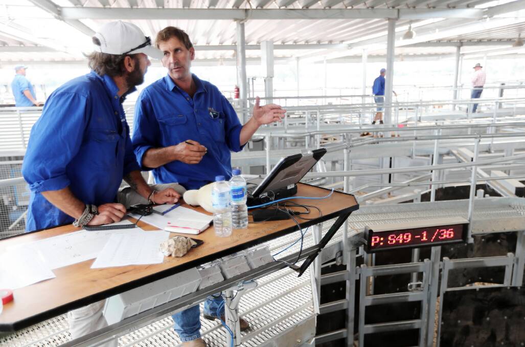 Saleyards manager James Thompson, right, at work yesterday with Ian Falston. Pictures: JOHN RUSSELL