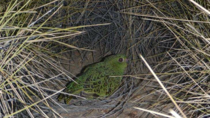 A night parrot spotted among the spinifex.  Photo: Steve Murphy