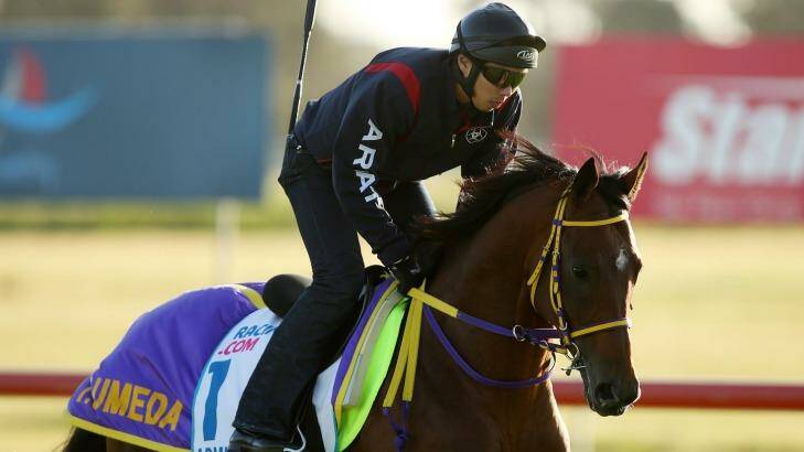Highly rated: Japan's Admire Rakti is considered the equal of 2006 Melbourne Cup winner Delta Blues. Photo: Racing Victoria