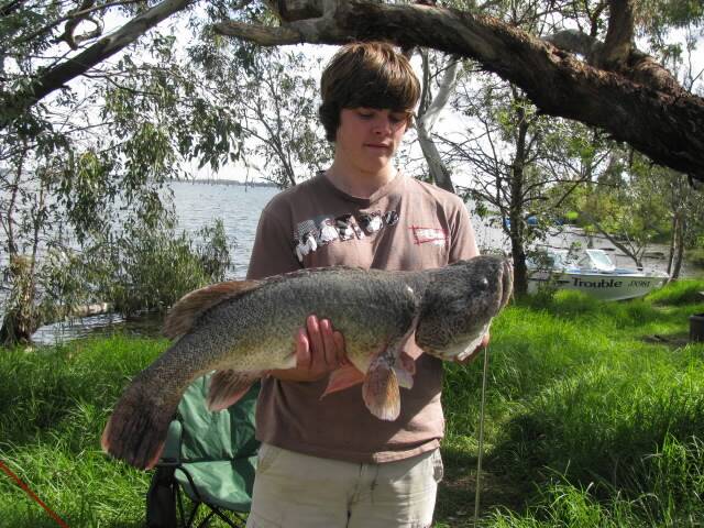 Liam Seager, 16, caught this 79.5-centimetre cod on cheese at Lake Mulwala.