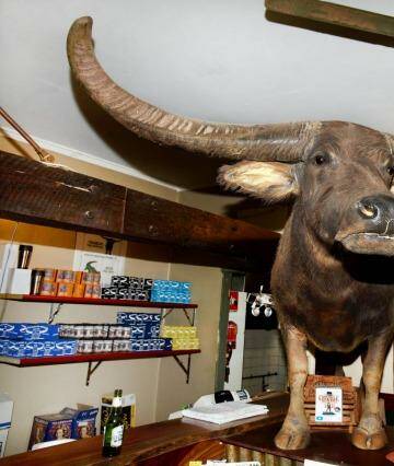 Charlie the Buffalo from the film Crocodile Dundee, on display at the Adeliade River Inn pub. Photo: Jessica Dale