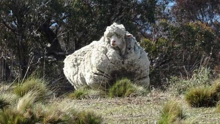 Chris the sheep carried about 40 kilograms of wool before undergoing a major shearing operation on Thursday. Photo: RSPCA