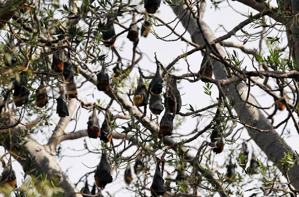 Bats have been moved from the Botanic Gardens. Picture: KYLIE ESLER