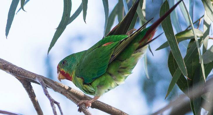 The Swift Parrot, a rare bird, can be sighted in and around Melbourne. Photo: Mick Connolly