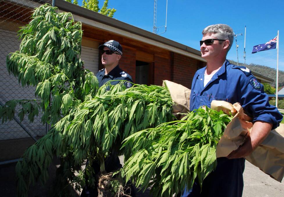 LEFT: Leading Sen-Constable Wayne Handley and Leading Sen-Constable Peter Johns with cannabis plants seized in the Mount Beauty raid yesterday.