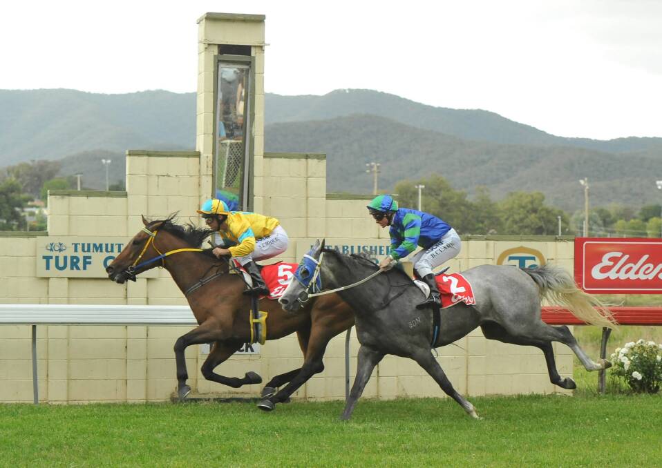 Jockey Nick Souquet guides Muldoon to victory in the Tumut Toyota-Tumut Golf Club Benchmark 55 Handicap on Saturday. Picture: DAILY ADVERTISER