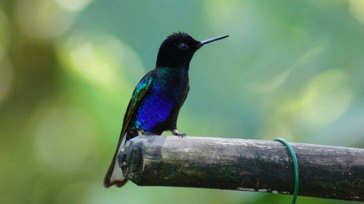 The area is filled with bird life, especially hummingbirds. Photo: Craig Platt