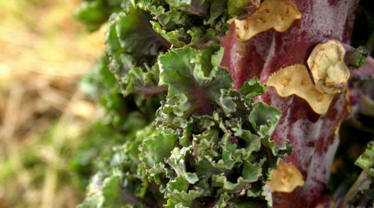 Flower sprouts from Tozer Seeds in the UK - in America they are called kalettes. Photo: Tozer Seeds 