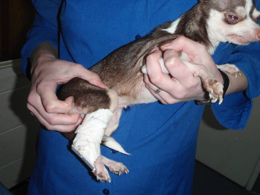 Bubbles the Chihuahua with its broken leg.