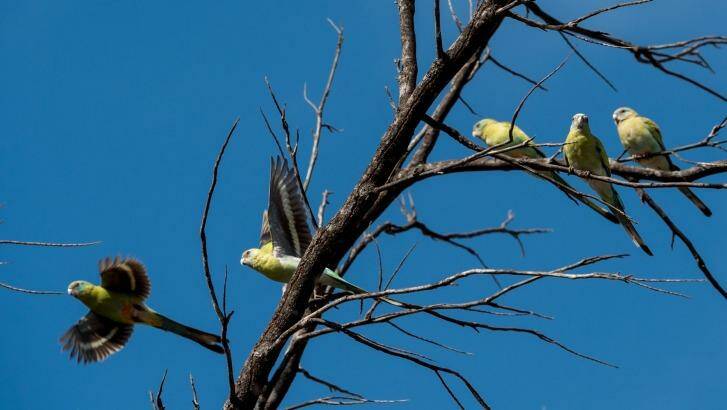 Juvenile golden-shouldered parrots. Photo: Penny Stephens