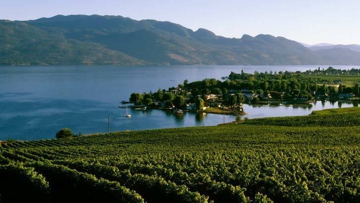 Many wineries overlook Lake Okanagan.  Photo: iStock