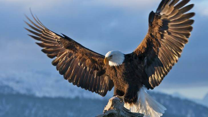 A Bald Eagle in Alaska. Photo: Keren Su