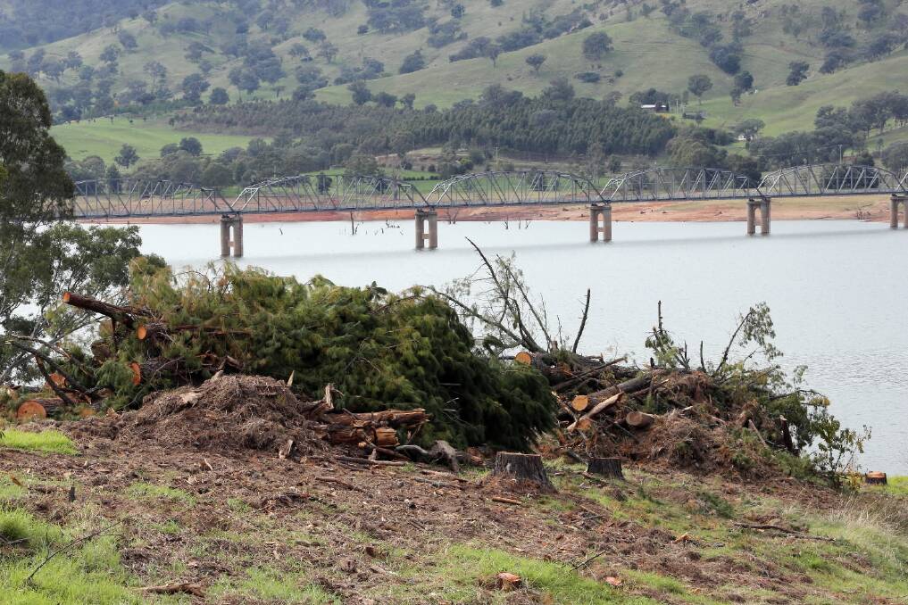 All the pine trees at the The Pines reserve on Lake Hume, near Bethanga Bridge, have been removed. Picture: PETER MERKESTEYN
