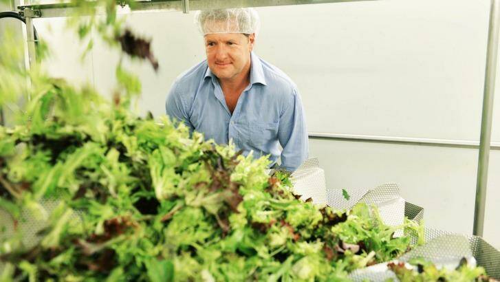 CEO of Hussey & Co Jeremy Haw with salad leaves his company exports to Indonesia. Photo: Joe Armao