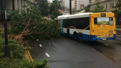 Traffic is being forced to navigate around a fallen tree in Turbot Street in the city. Photo: Cameron Atfield