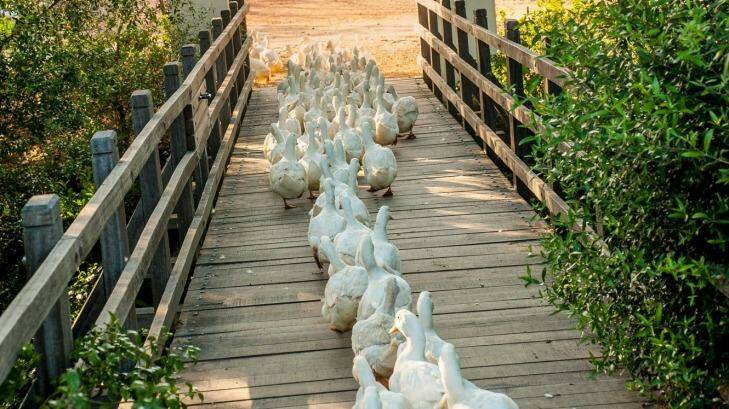 On the job: Working ducks cross the bridge to the vineyards where they help control snail numbers. Photo: DOOK