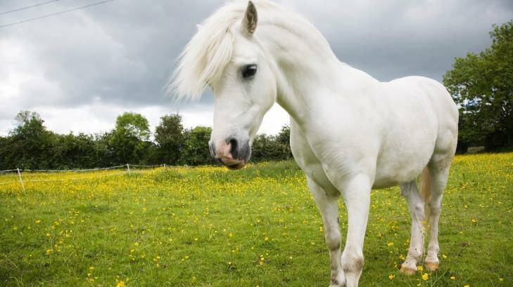 Does this pony belong to you? Photo: iStock