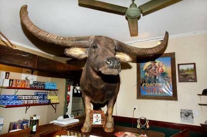 Charlie the Buffalo from the film Crocodile Dundee, on display at the Adeliade River Inn pub. Photo: Jessica Dale