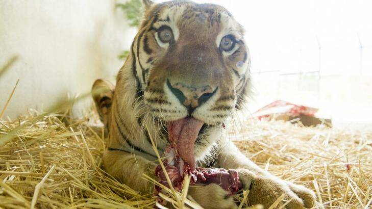 Bakkar the tiger was euthanised on Saturday. Photo: Jay Cronan