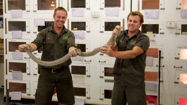 The snake, dubbed Gigantor is two metres lone and weighs two kilograms.  Photo: Australian Reptile Park