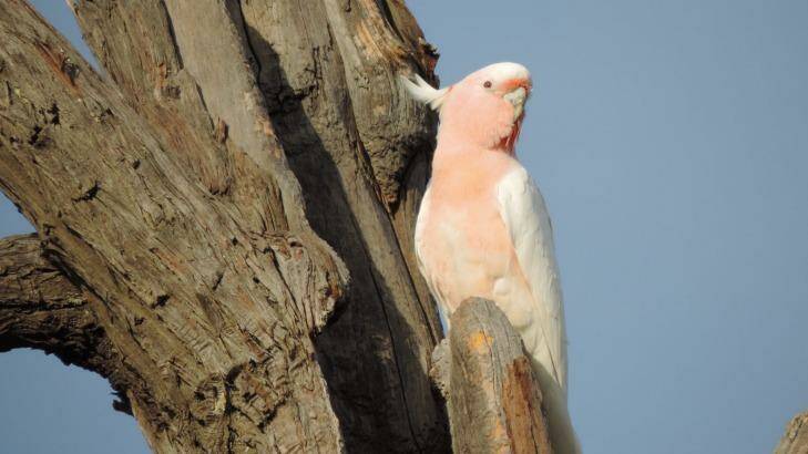 A female Major Mitchell's cockatoo at the entrance to a nest. Photo: DELWP
