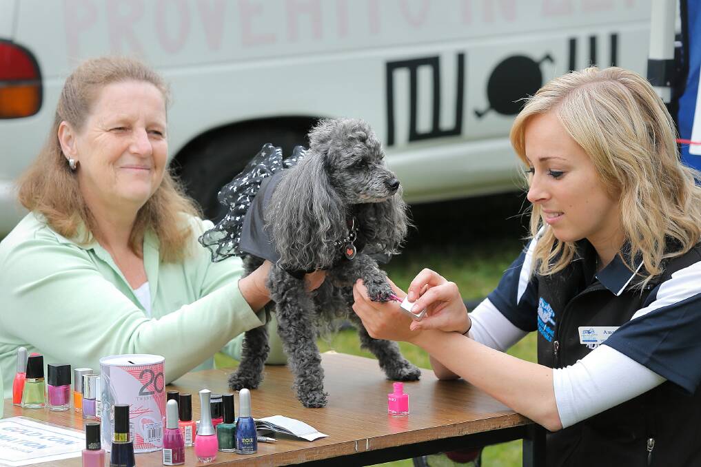 Misty the poodle gets a pedicure from Amanda Oeser at the Million Paws Walk, while owner Kerrianne Francis looks on.