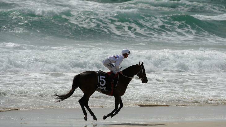 Horses race on the beach before the Magic Millions Barrier Draw. Photo: Matt Roberts/Getty Images