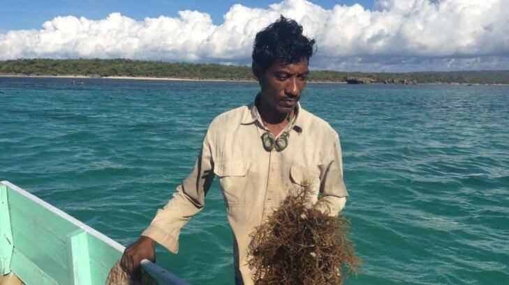 Rote Island seaweed farmer Nikodemus Manefa with his crop. Photo: Jewel Topsfield