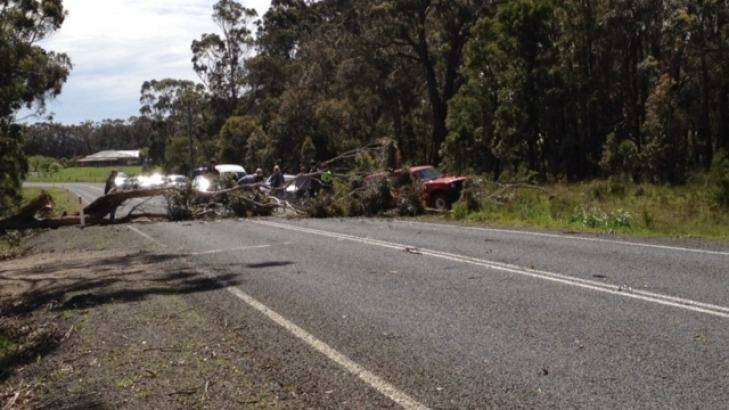 A fallen tree over a road at Enfield, between Rokewood and Ballarat on Sunday. Photo: Phil Giddings