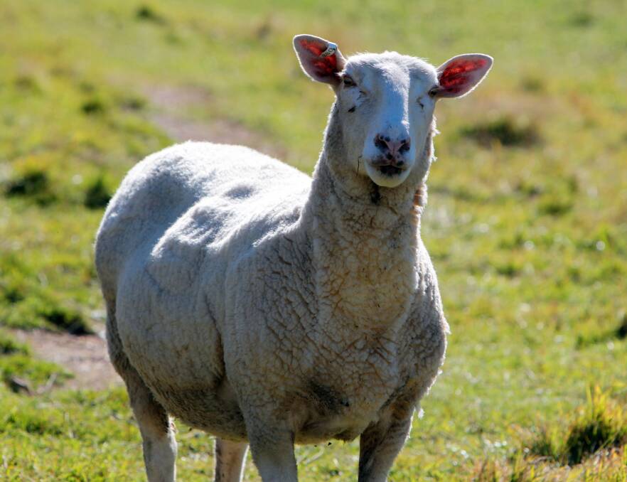 SHEEPISH: File Photo, not the ewe in question. Picture: BORDER MAIL