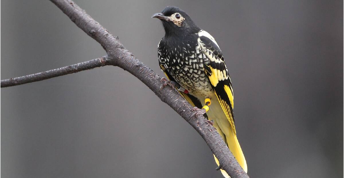 HOME: Yellow Yellow, a Regent Honeyeater has returned home to Chiltern after a 540km trip to South Gippsland. Picture: Dean Ingwersen.