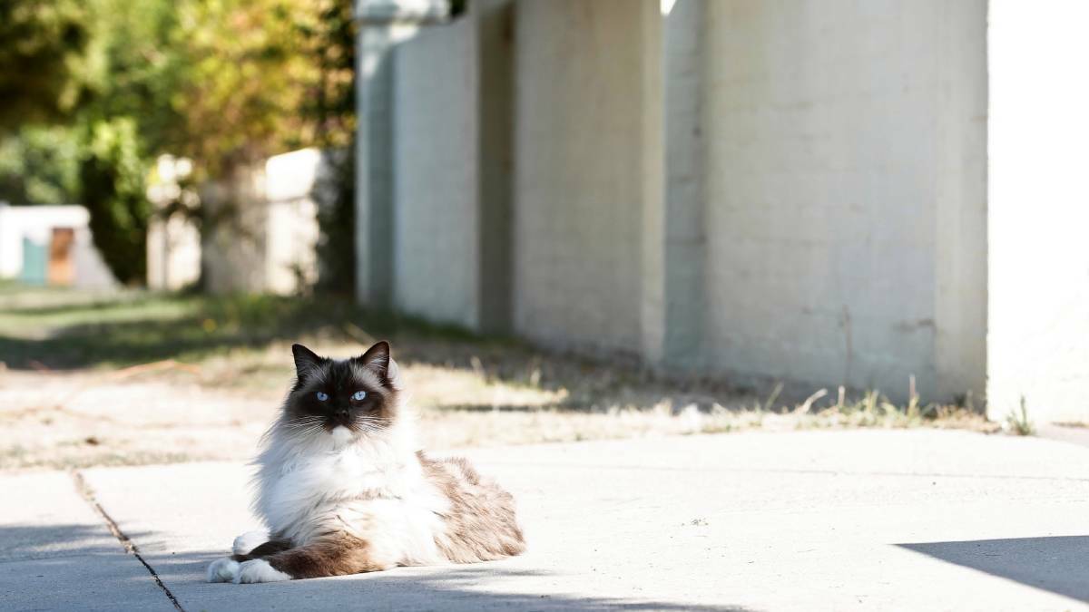 Secrets of cats psyche revealed through personality test, Albury study