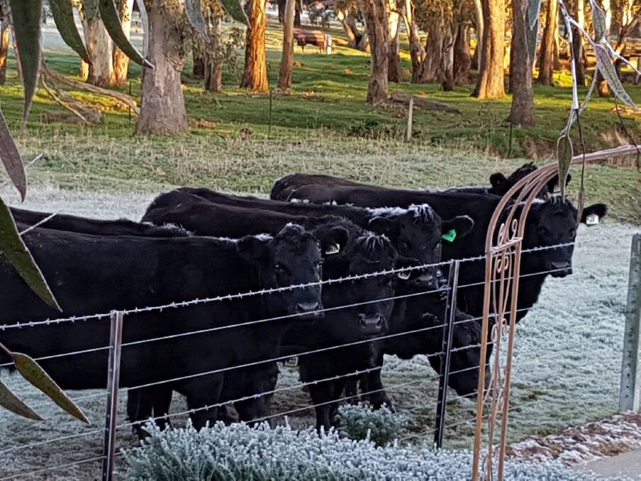 BRR: These frosty Border cows will get some relief. Picture: KATHY SEMMENS
