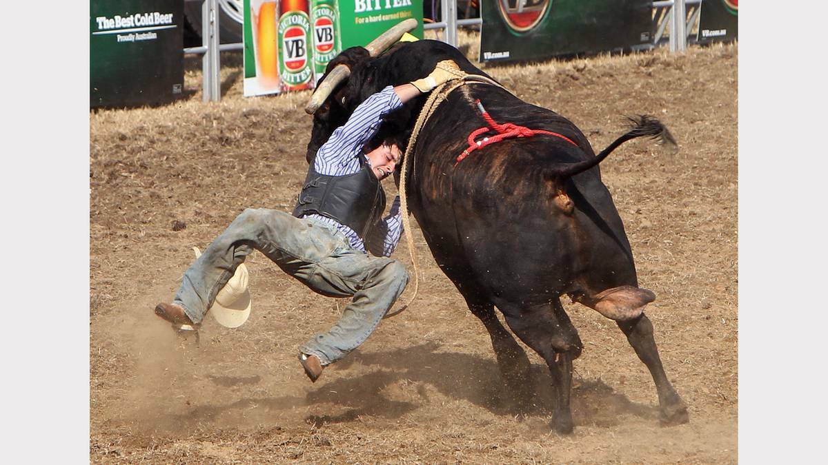 Beau Kerr of Victoria takes on a bull.