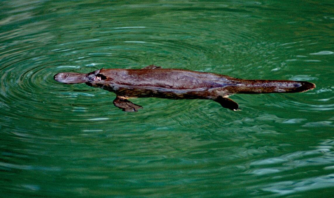 Platypus Information Night with platypus expert Geoff Williams, 7.30pm Wednesday, August 6, Belvoir School, Gayview Drive, Wodonga and Platypus-Spotting Walk with Geoff, Thursday, August 7 — phone 0419 390 329