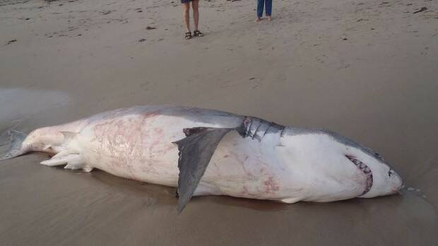 The shark was found thrashing about before it was found dead.