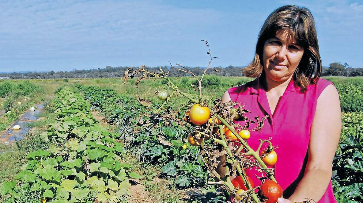 Christine Galea with some tomatoes damaged by early March rain in 2012.