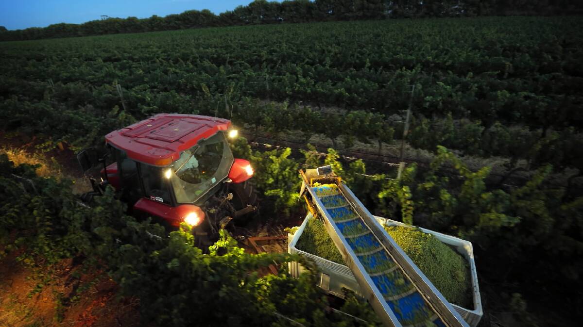 The harvester feeding the grapes into the crates. 